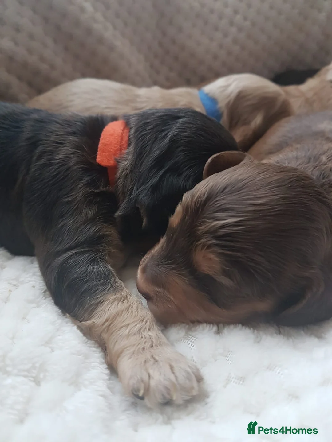 Cocker Spaniel dogs for stud: Stunning Sable, Show Cocker Stud,  Health Tested. in Market Drayton - Advert 24
