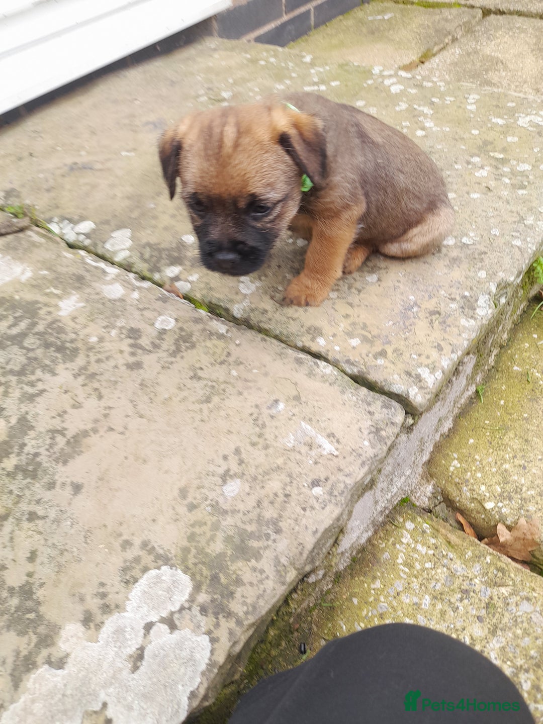 Border Terrier dogs for sale: 2 border terrier girls - Image 10