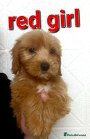 Cavapoo dogs 1 girl 1 boy left Cavapoo puppys - Advert 1