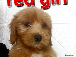 Cavapoo dogs Cavapoochon puppys - Advert 6