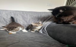 Mixed Breed cats for sale: Kittens adorable  - Image 4