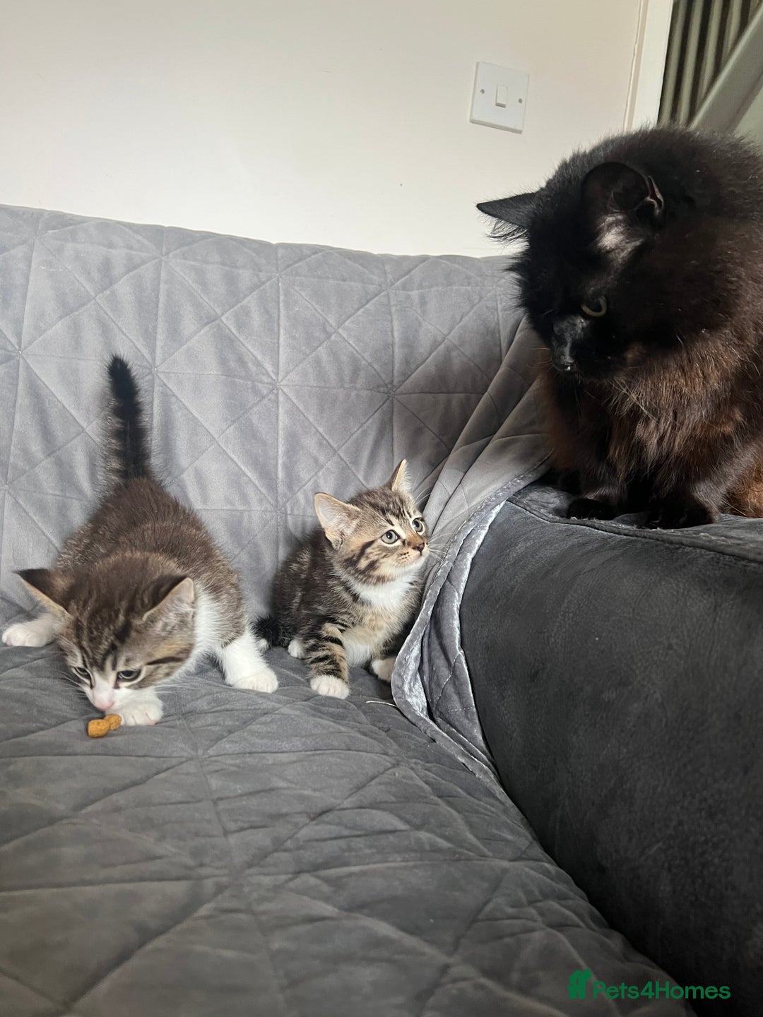 Mixed Breed cats for sale: Kittens adorable  - Image 4