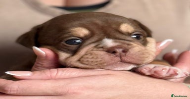 English Bulldog dogs - Advert 15