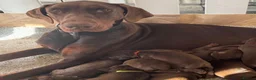 Dobermann dogs for sale: Full European Dobermans - Advert 13