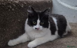 Mixed Breed cats for sale: Beautiful kittens - Image 1