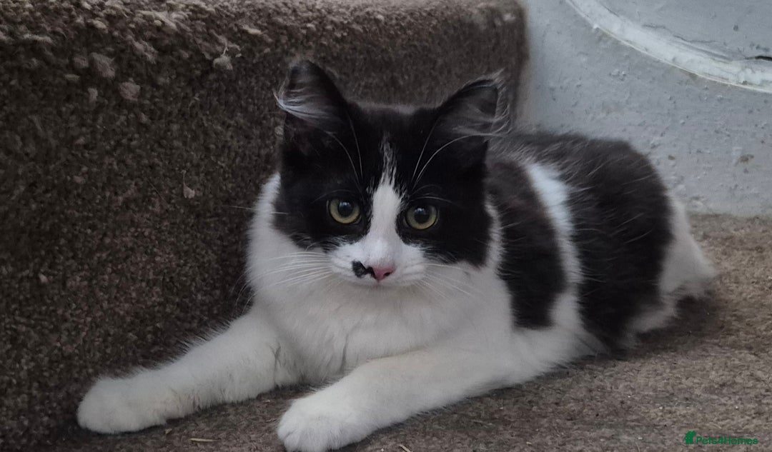 Mixed Breed cats for sale: Beautiful kittens - Image 1