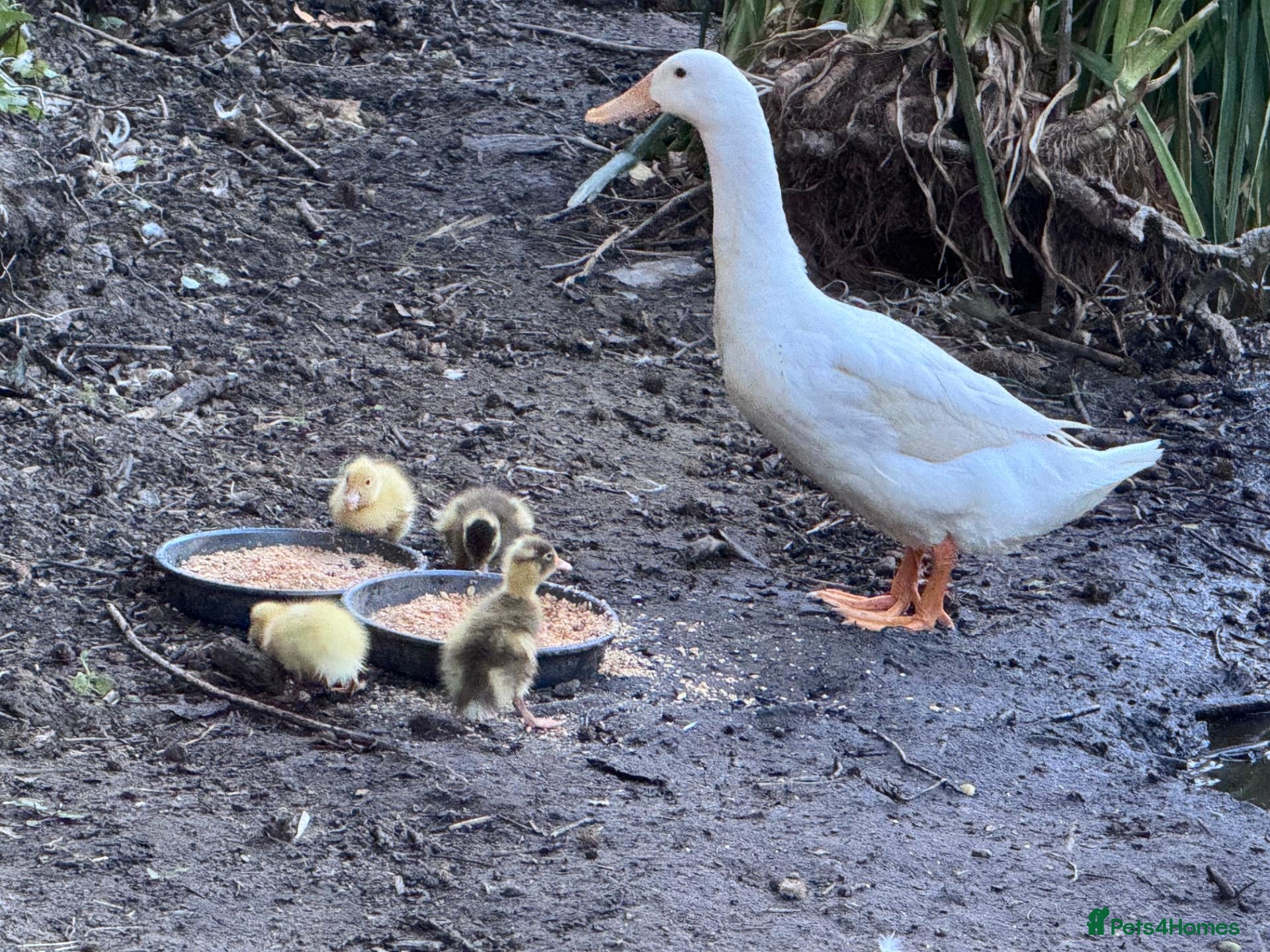 Ducks poultry Indian Runner Ducklings for sale - Advert 1