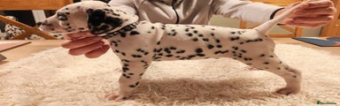 Dalmatian Puppy 3