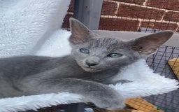 Mixed Breed cats for sale: Oriental X Siamese  - Image 4