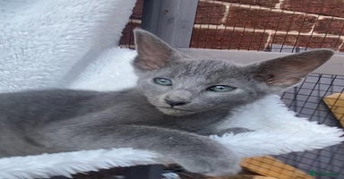 Mixed Breed cats - Advert 11