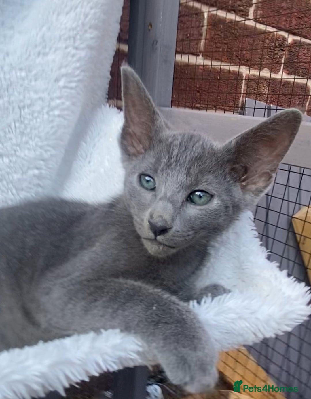 Mixed Breed cats for sale: Oriental X Siamese  - Image 4