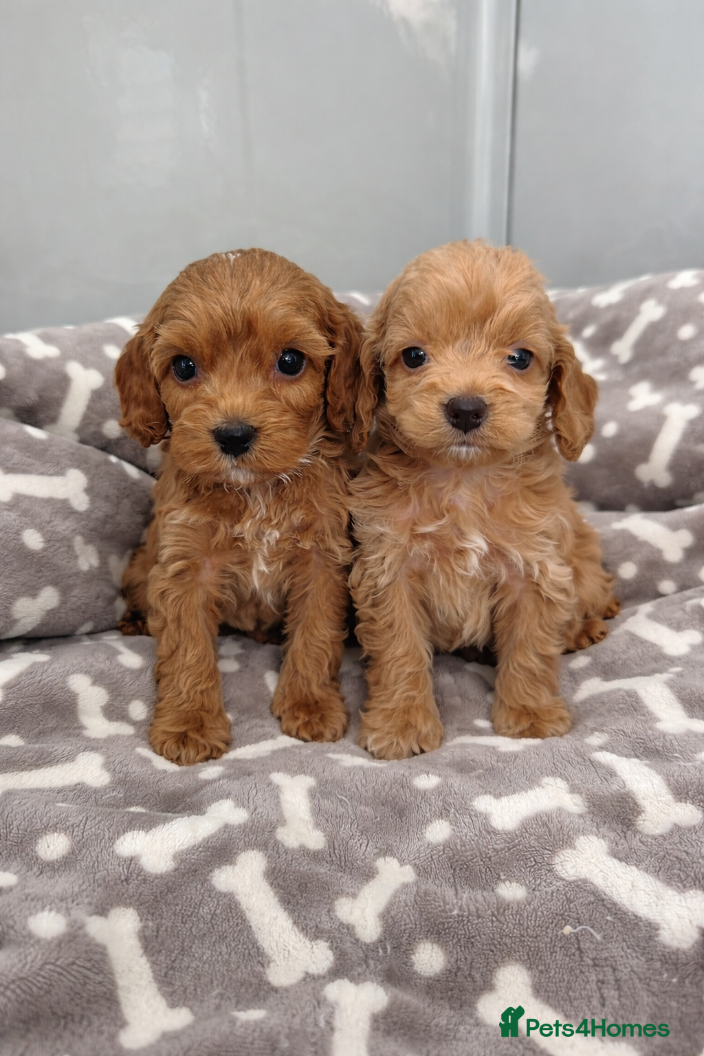 Cockapoo dogs 🐶❤️ Exceptional F1 Cockapoos ❤️🐶 - Advert 8