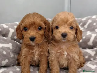 Cockapoo dogs 🐶❤️ Exceptional F1 Cockapoos ❤️🐶 - Advert 8