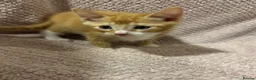 Mixed Breed cats for sale: Cute, Cuddly Kittens Ready for Their Forever Homes - Advert 5