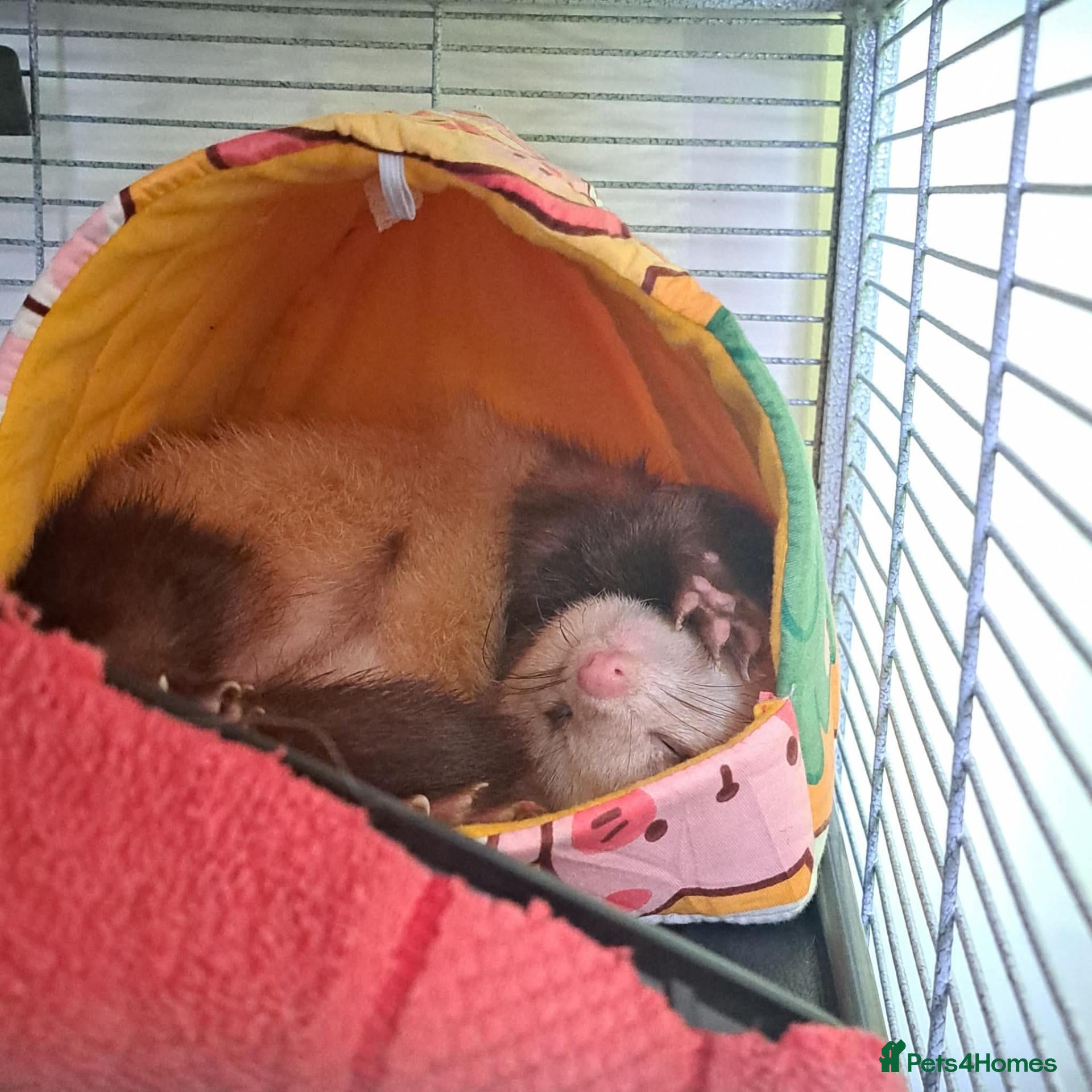 Ferret rodents Ferret - Advert 2