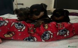Yorkshire Terrier dogs for sale: yorkshire terrier pups - Image 5