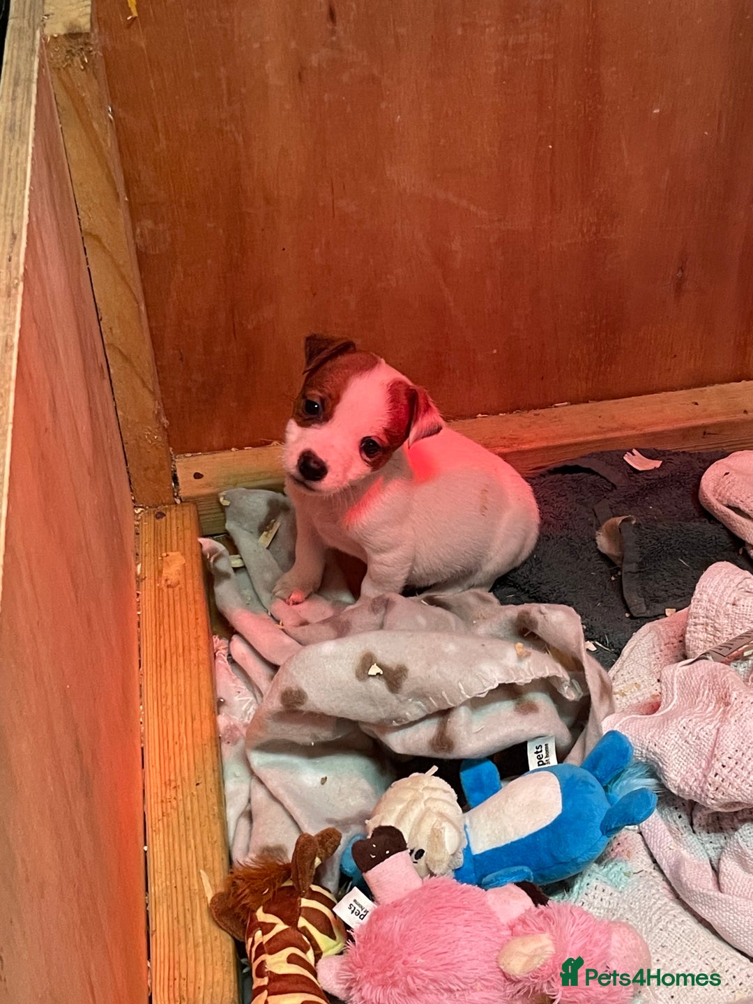 Jack Russell dogs for sale: 5 lovely Jack Russell puppies  - Advert 3