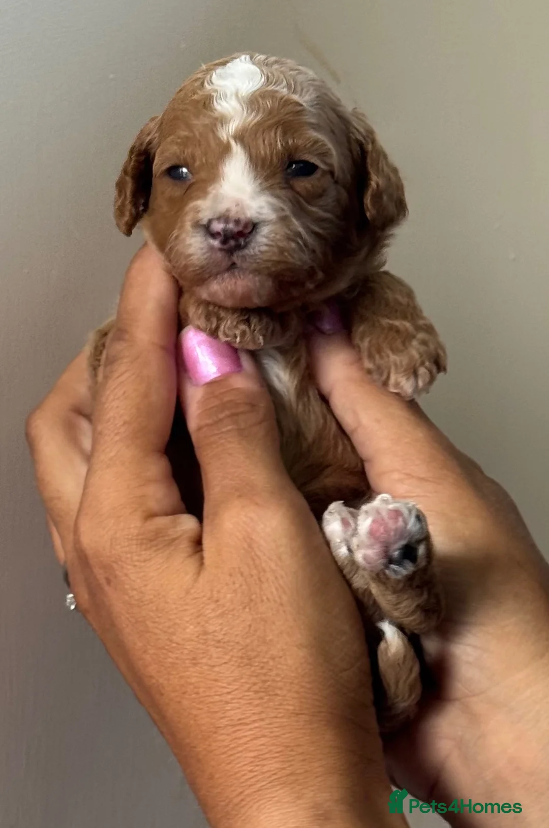 Cavapoo dogs for sale: Cavapoo F1b Stunning Puppies (Male) - Advert 2