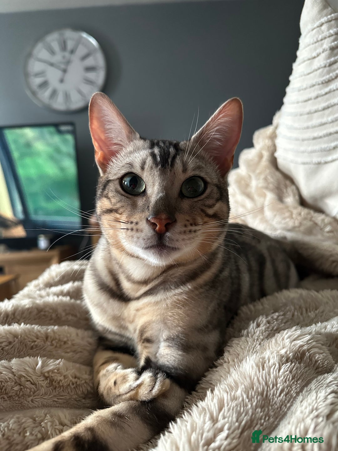 Bengal cats for sale: Neutered male silver Bengal   - Advert 1