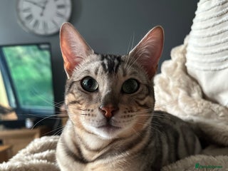 Bengal cats Neutered male silver Bengal - Advert 1