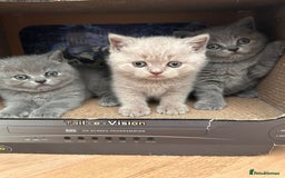British Shorthair cats for sale: Charming GCCF British Shorthair Kittens 🐈‍⬛  - Image 33