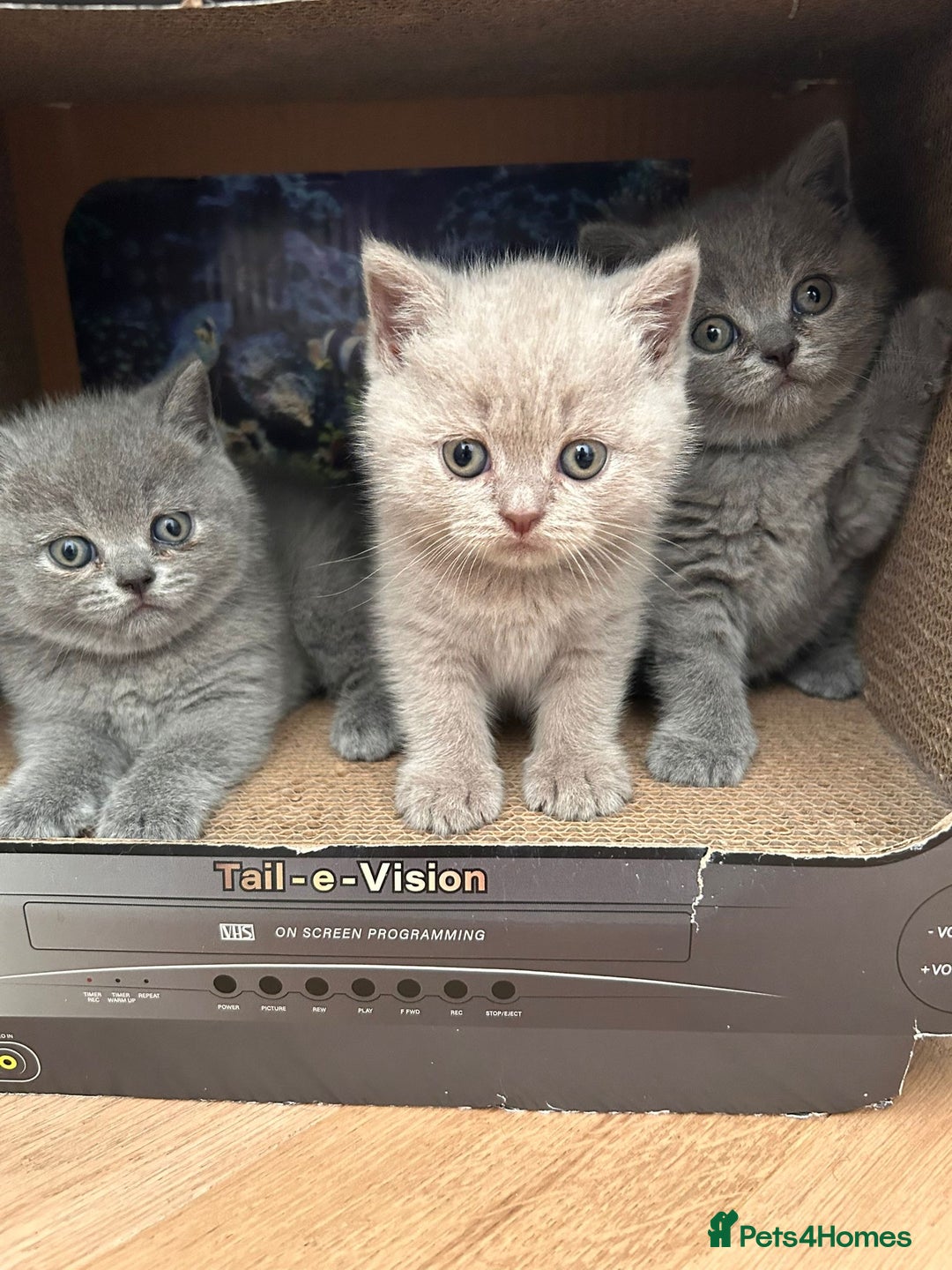 British Shorthair cats for sale: Charming GCCF British Shorthair Kittens 🐈‍⬛  - Image 33