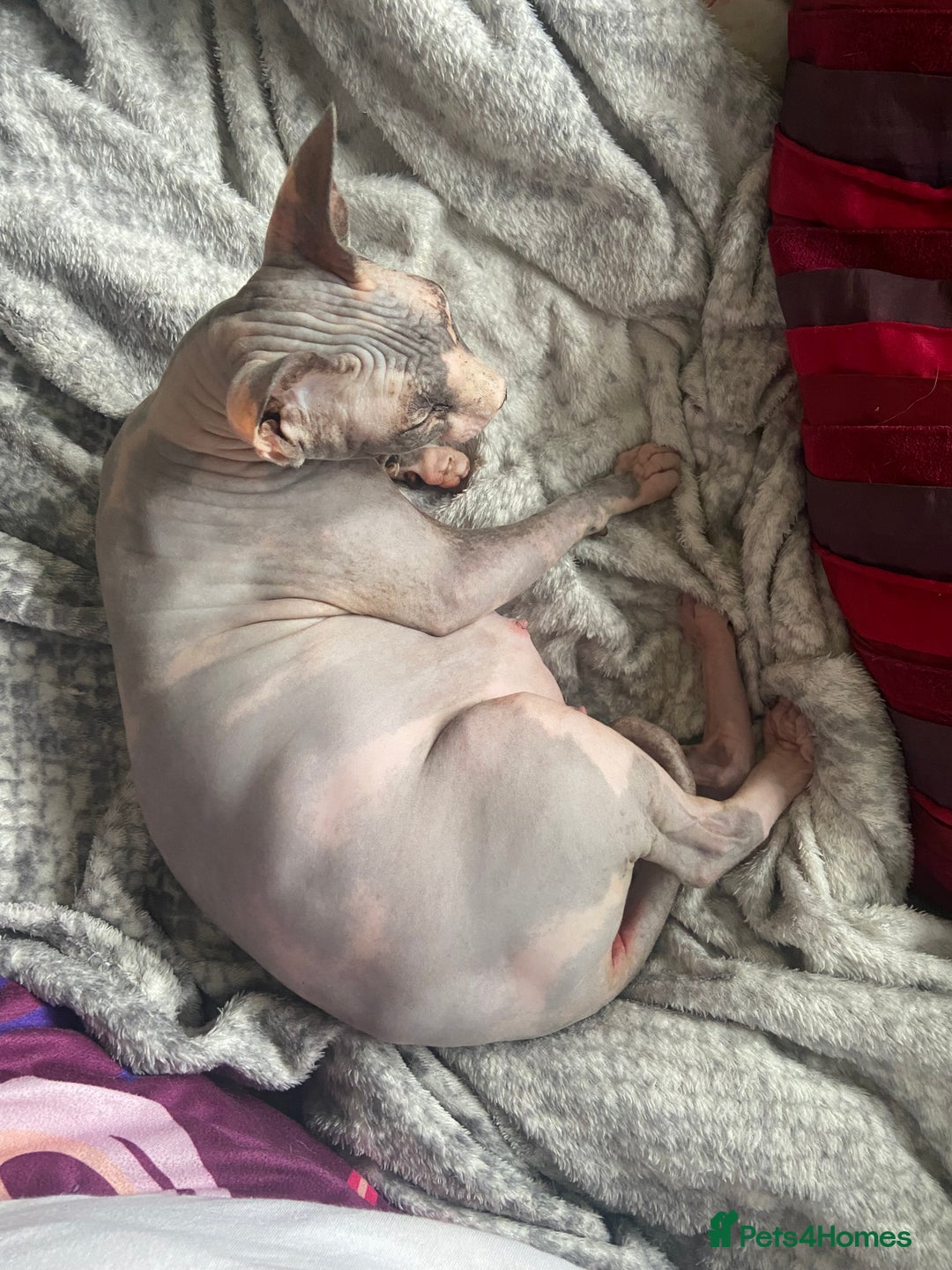 Mixed Breed cats for sale: Sphynx Varient Kittens - Advert 2