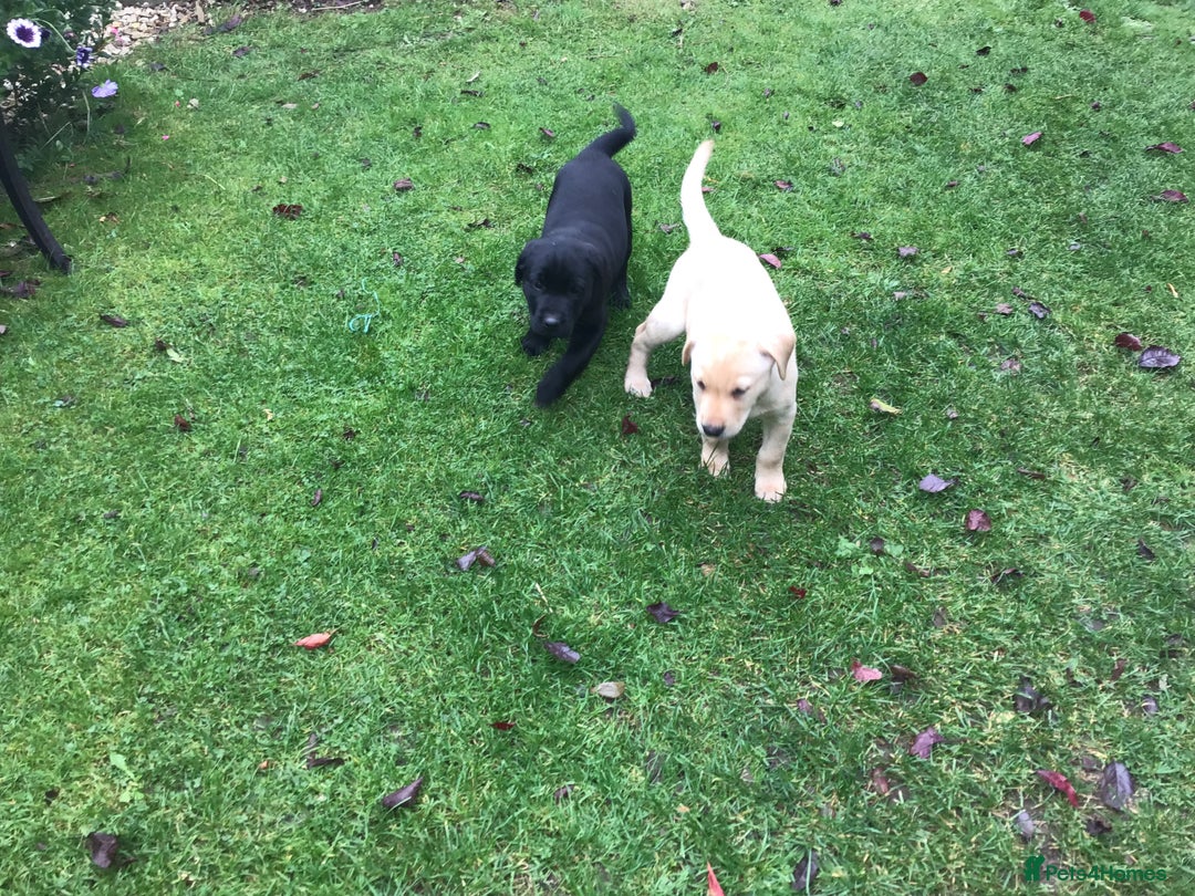 Labrador Retriever dogs for sale: Field Trial Bred Labrador Dog Puppies - Image 6
