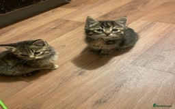 Mixed Breed cats for sale: 4 little girls  - Image 10