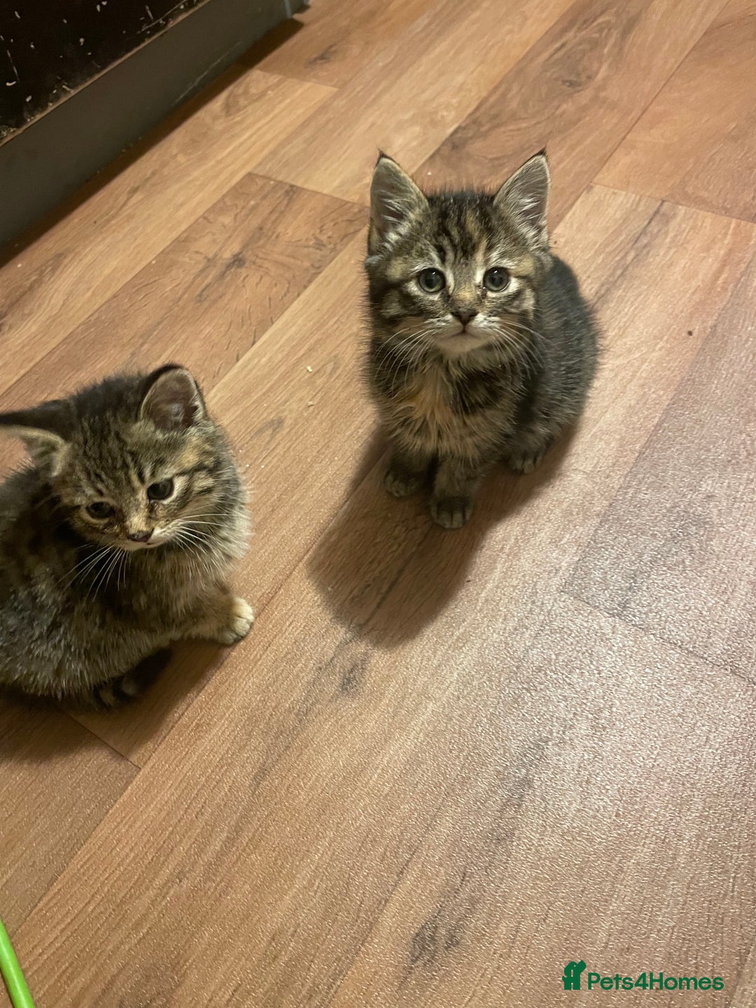 Mixed Breed cats for sale: 4 little girls  - Image 10