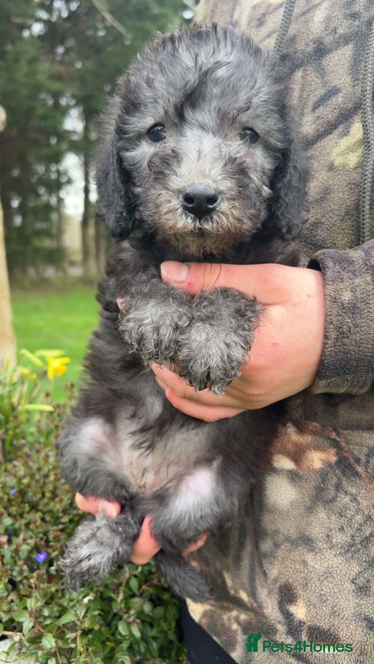 Bedlington Terrier dogs Blue pure bred Bedlington terriers  - Advert 16