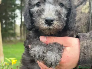 Bedlington Terrier dogs Blue pure bred Bedlington terriers - Advert 16