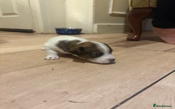 Jack Russell dogs for sale: Purê bred min ature Jack russell puppies - Image 19