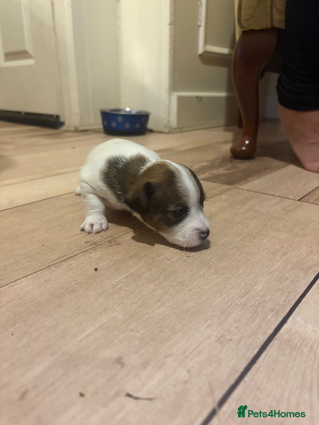 Jack Russell dogs for sale: Purê bred min ature Jack russell puppies - Image 19