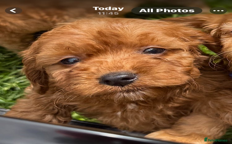 Cockapoo dogs - Advert 12