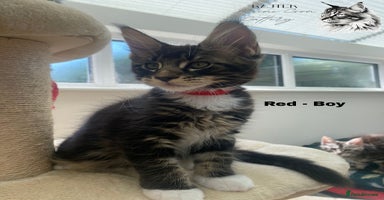 Maine Coon cats - Advert 3