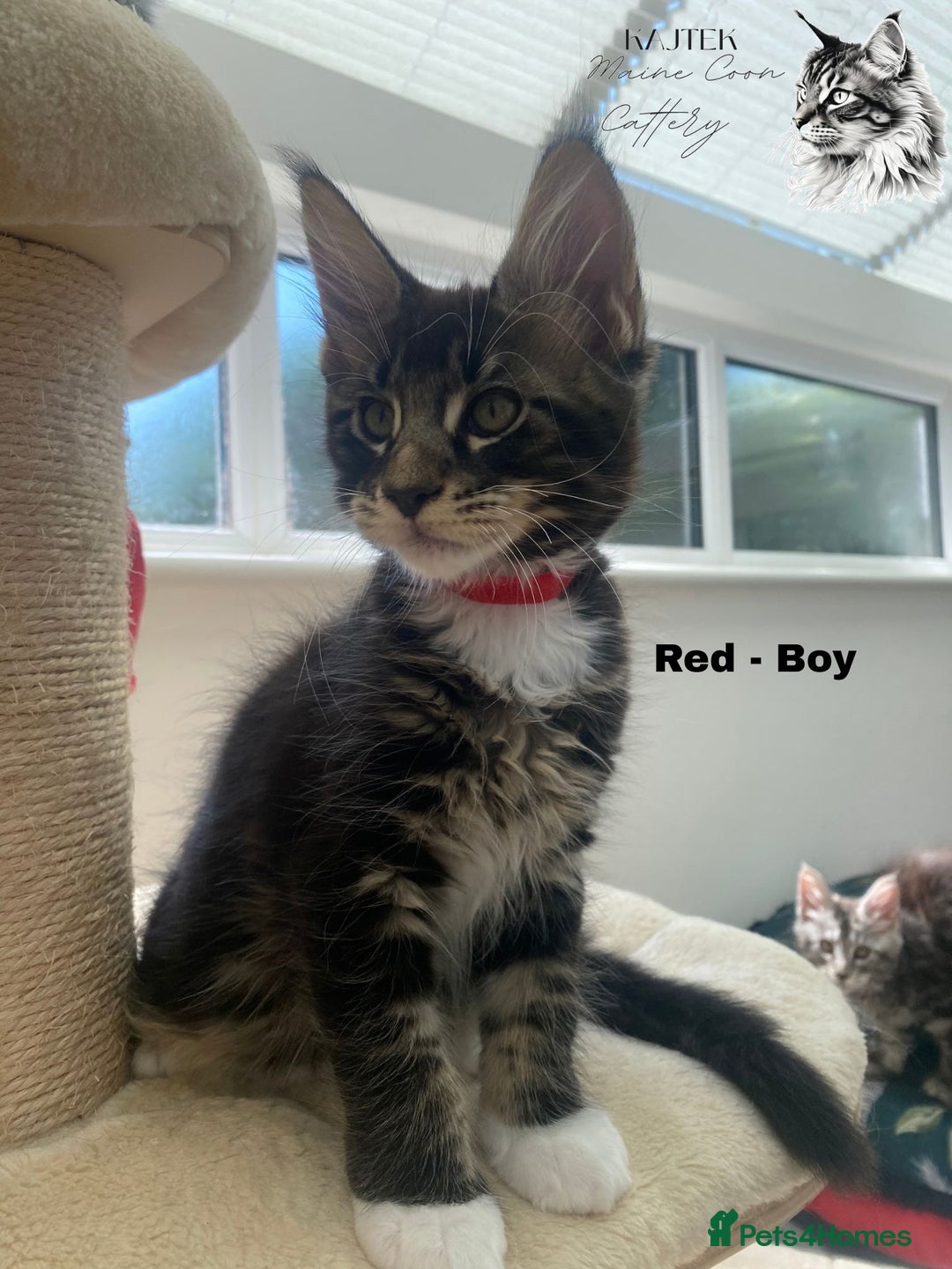 Maine Coon cats for sale: Xxl Maine coons  - Image 3