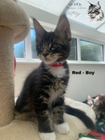 Maine Coon cats - Advert 8