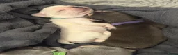 French Bulldog dogs for sale: 7 French Bulldogs - Advert 13