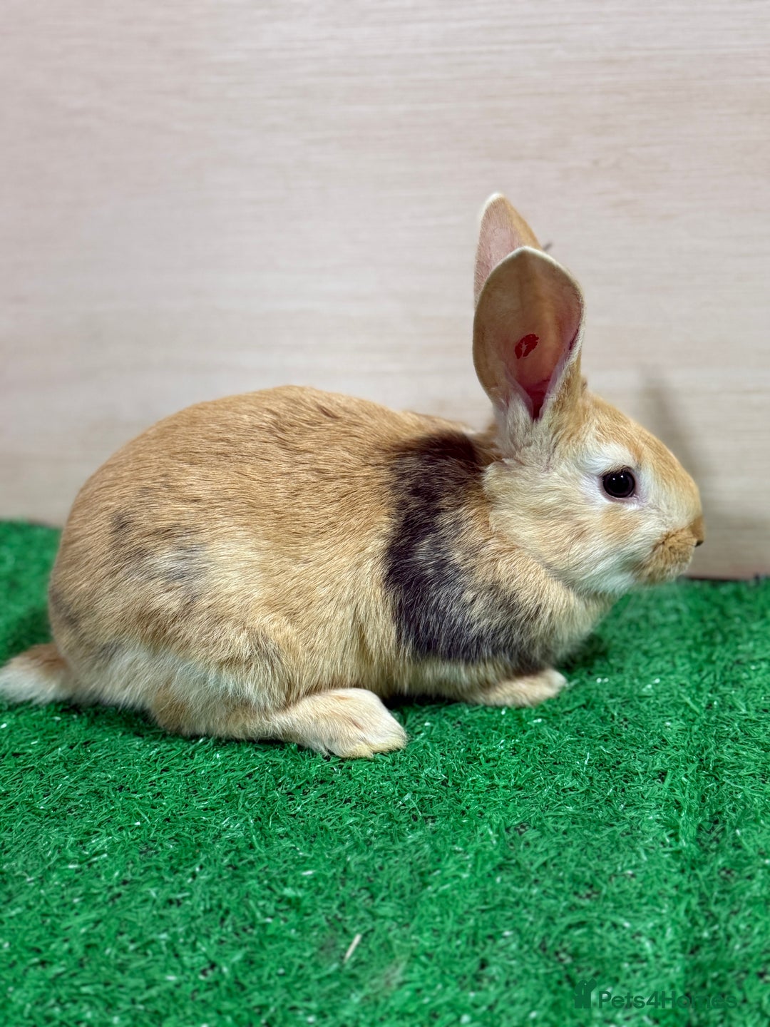 French Lop rabbits for sale: Lop x Californian kits ready. Does and bucks  - Advert 7