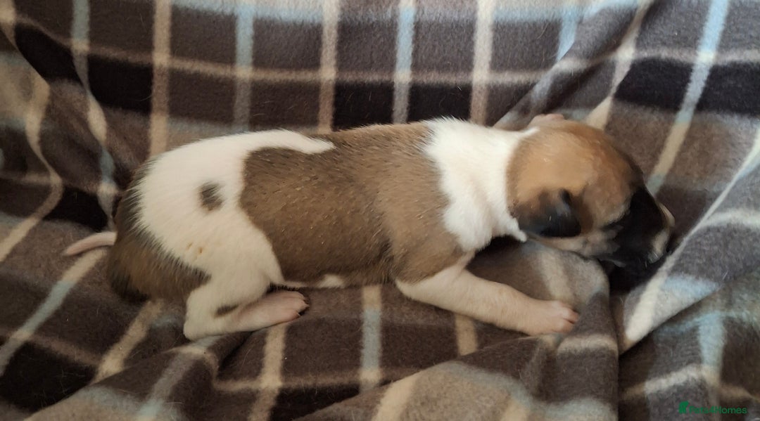 Whippet dogs for sale: KC Particolour Whippet Puppies - Image 12