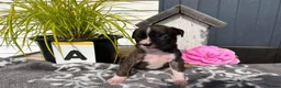 Boxer dogs for sale: 5 show pure Boxers Puppies - Advert 5