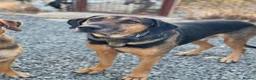 Mixed Breed dogs for adoption: Apollo needs his forever home in Amersham - Advert 5