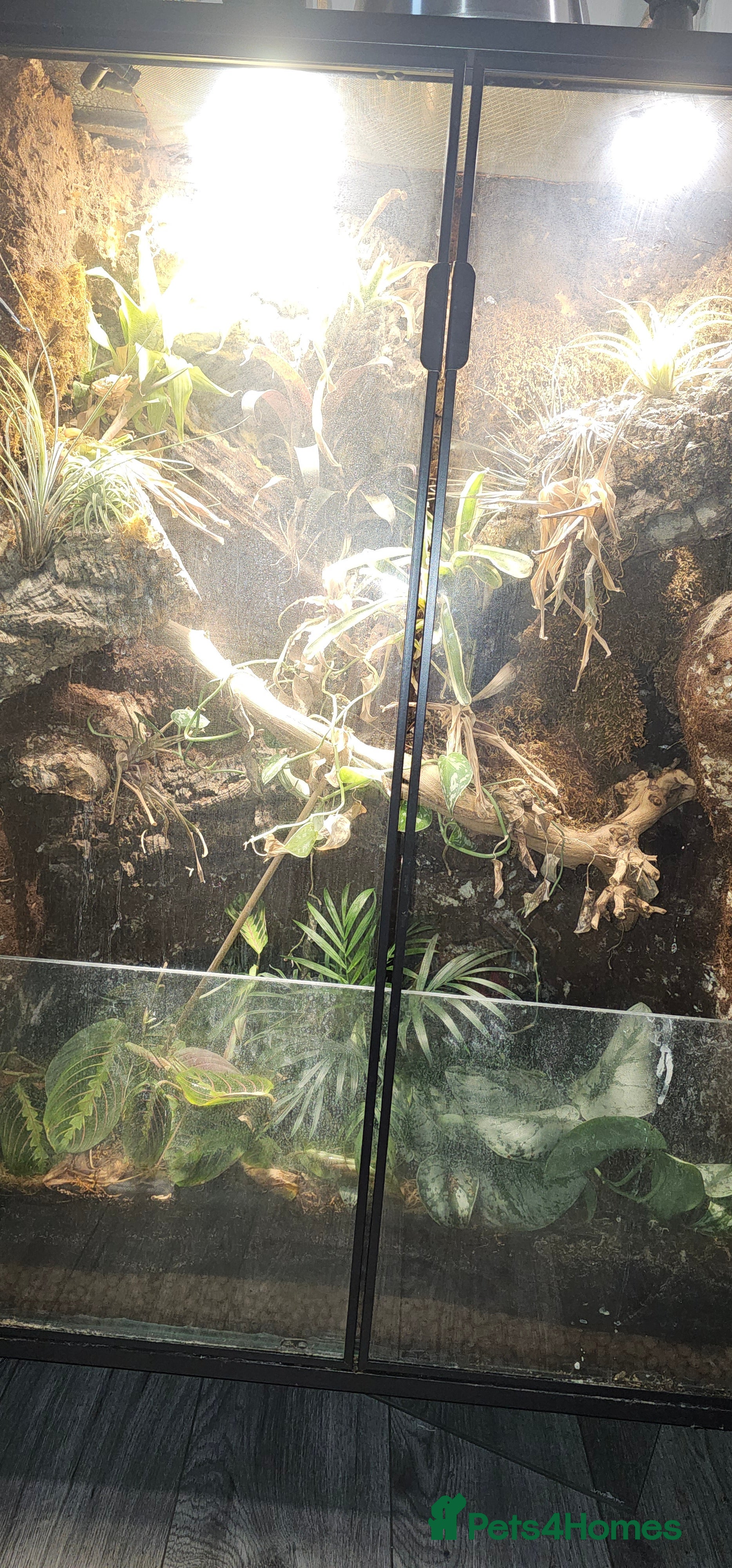 Mixed Breed reptiles  geckos  - Advert 9