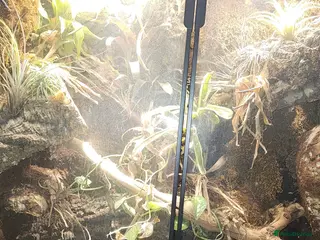 Mixed Breed reptiles geckos - Advert 9