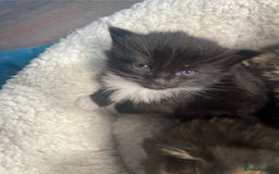 Bengal cats for sale: Part bengal kittens  - Image 6