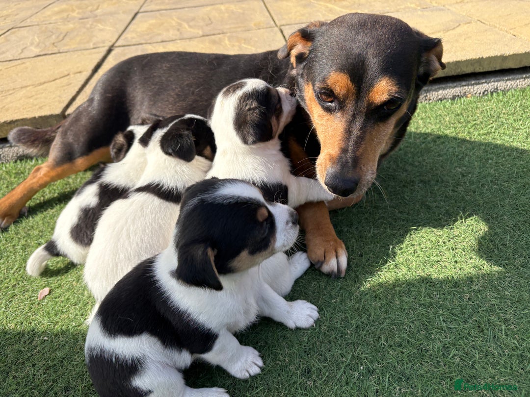 Jack Russell dogs for sale: Jack Russell puppies  - Image 8