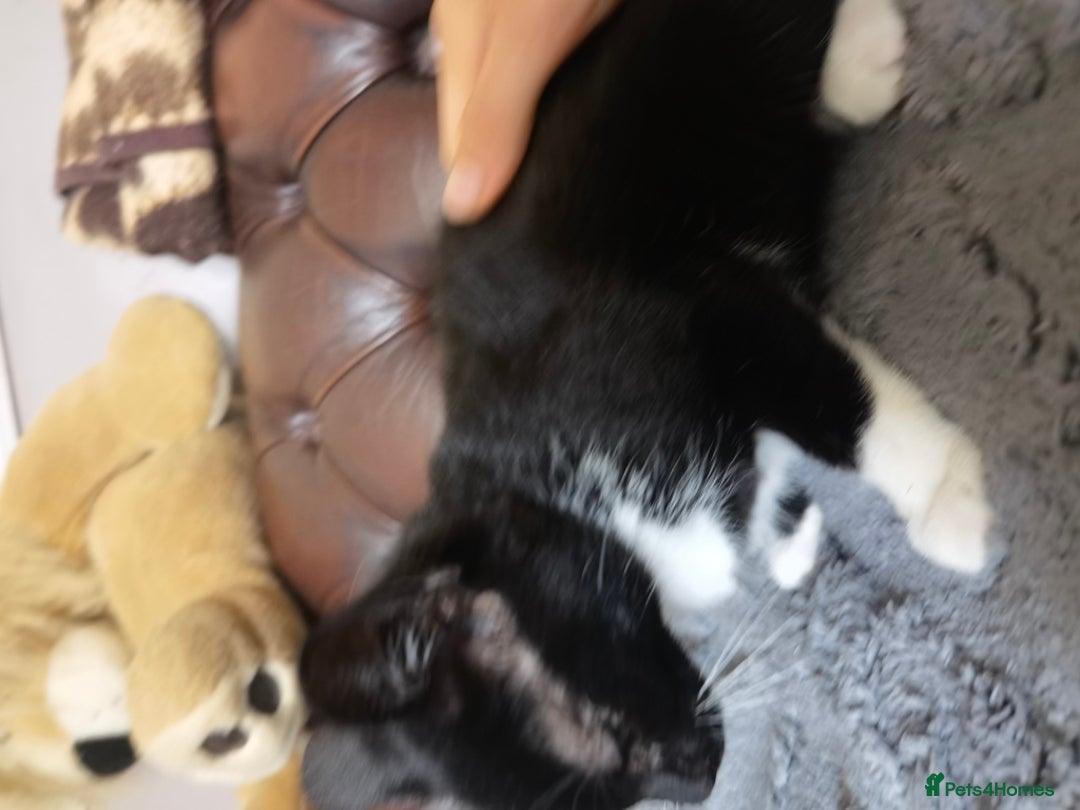 Mixed Breed cats for sale: playful lovely kittens grey torti black girls boys - Image 12