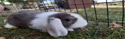 Mini Lop rabbits for sale: Gorgeous Mini lops child friendly  - Advert 6