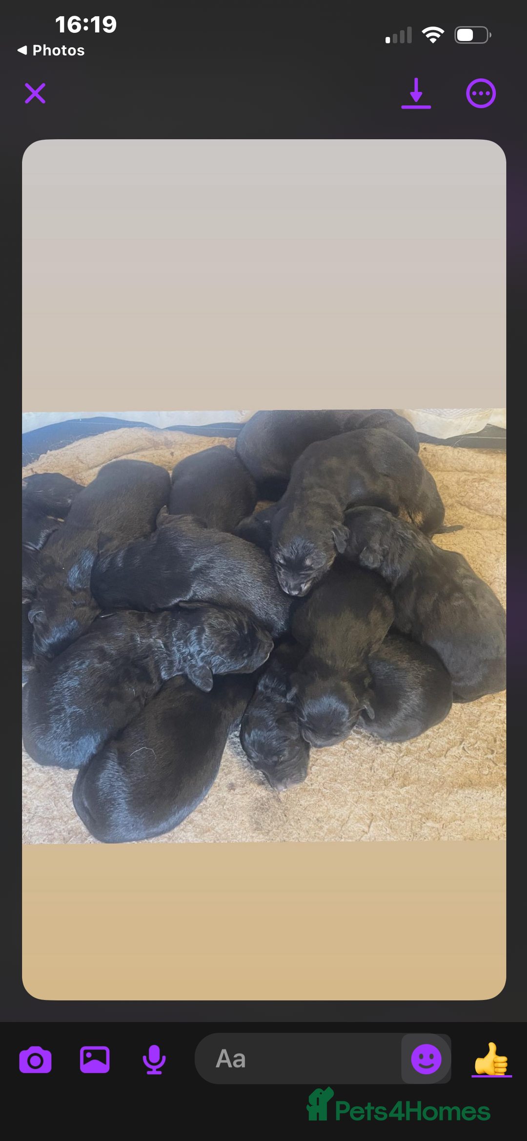 Mixed Breed dogs for sale: coltriever - Image 3